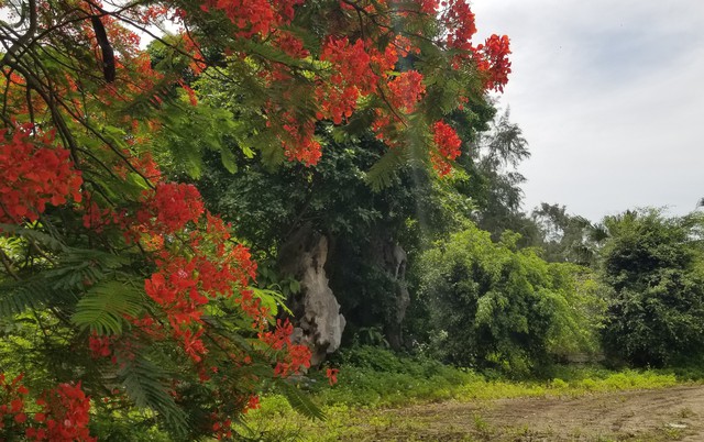 Bỏ hoang khách sạn nổi tiếng một thời tại khu du lịch Đồ Sơn- Ảnh 9.